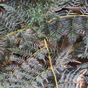 Pteridium esculentum at Yackandandah, VIC - 5 Aug 2023 12:25 PM