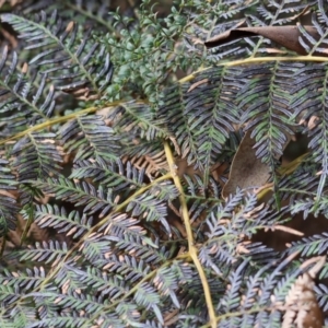 Pteridium esculentum at Yackandandah, VIC - 5 Aug 2023