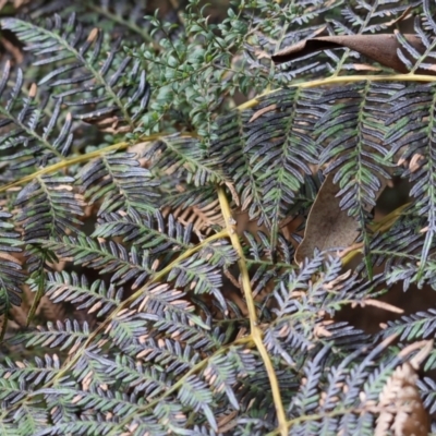 Pteridium esculentum (Bracken) at Yackandandah, VIC - 5 Aug 2023 by KylieWaldon