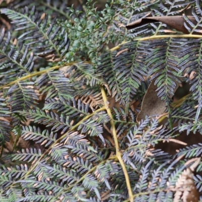 Pteridium esculentum (Bracken) at Yackandandah, VIC - 5 Aug 2023 by KylieWaldon