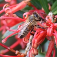 Apis mellifera (European honey bee) at Yackandandah, VIC - 5 Aug 2023 by KylieWaldon