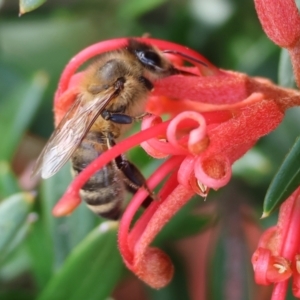 Apis mellifera at Yackandandah, VIC - 5 Aug 2023 12:34 PM