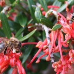 Apis mellifera at Yackandandah, VIC - 5 Aug 2023 12:34 PM