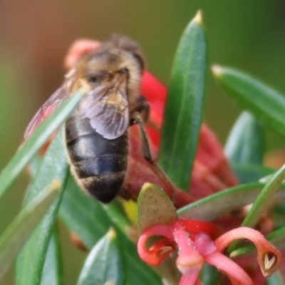Unidentified Bee (Hymenoptera, Apiformes) at Yackandandah, VIC - 5 Aug 2023 by KylieWaldon