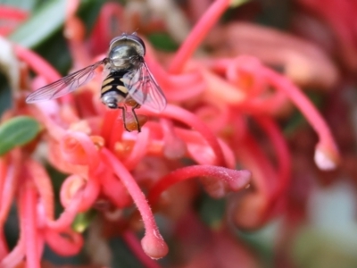 Melangyna viridiceps (Hover fly) at Yackandandah, VIC - 5 Aug 2023 by KylieWaldon