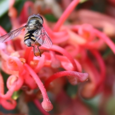 Unidentified Hover fly (Syrphidae) at Yackandandah, VIC - 5 Aug 2023 by KylieWaldon