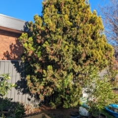 Cupressus sempervirens (Mediterranean Cypress) by chriselidie