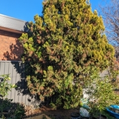 Cupressus sempervirens (Mediterranean Cypress) at Melba, ACT - 7 Aug 2023 by chriselidie