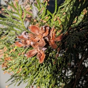 Cupressus sempervirens at suppressed - 7 Aug 2023