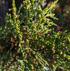 Cupressus sempervirens at suppressed - 7 Aug 2023