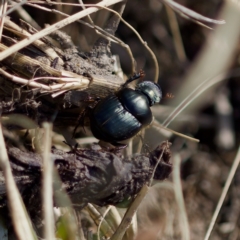 Onthophagus australis (Southern dung beetle) at Stromlo, ACT - 6 Aug 2023 by KorinneM