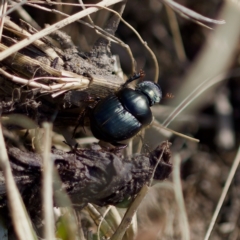 Onthophagus australis (Southern dung beetle) at Uriarra Recreation Reserve - 6 Aug 2023 by KorinneM