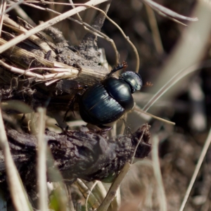 Onthophagus australis at Stromlo, ACT - 6 Aug 2023