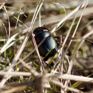 Onthophagus australis at Stromlo, ACT - 6 Aug 2023 01:42 PM