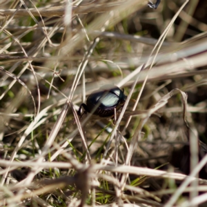 Onthophagus australis at Stromlo, ACT - 6 Aug 2023 01:42 PM