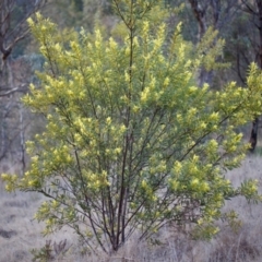 Acacia rubida (Red-stemmed Wattle, Red-leaved Wattle) at Uriarra Recreation Reserve - 6 Aug 2023 by KorinneM