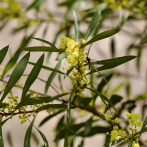 Acacia rubida at Stromlo, ACT - 6 Aug 2023