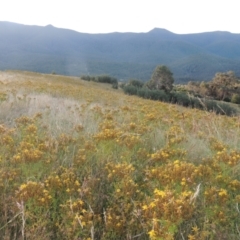 Hypericum perforatum (St John's Wort) at Tidbinbilla Nature Reserve - 17 Jan 2023 by michaelb