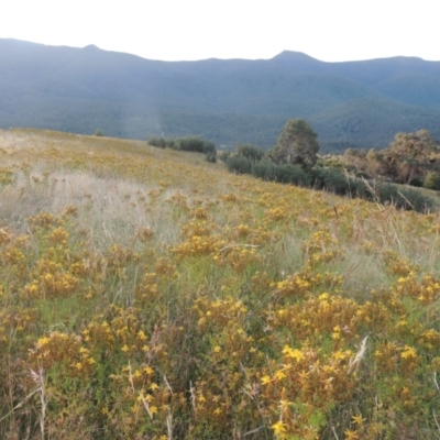 Hypericum perforatum (St John's Wort) at Tidbinbilla Nature Reserve - 17 Jan 2023 by MichaelBedingfield