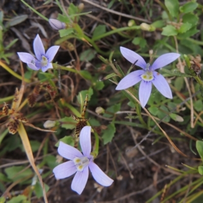 Isotoma fluviatilis subsp. australis (Swamp Isotome) at Paddys River, ACT - 17 Jan 2023 by michaelb