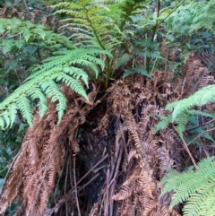 Dicksonia antarctica (Soft Treefern) at Jedbinbilla - 4 Aug 2023 by NickiTaws