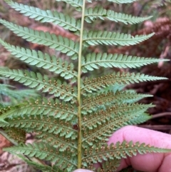 Dicksonia antarctica at Paddys River, ACT - 5 Aug 2023