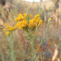 Chrysocephalum semipapposum (Clustered Everlasting) at Paddys River, ACT - 17 Jan 2023 by michaelb