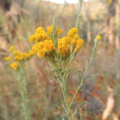 Chrysocephalum semipapposum (Clustered Everlasting) at Paddys River, ACT - 17 Jan 2023 by MichaelBedingfield