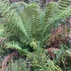 Dicksonia antarctica (Soft Treefern) at Jedbinbilla - 4 Aug 2023 by NickiTaws