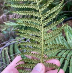 Dicksonia antarctica at Paddys River, ACT - suppressed