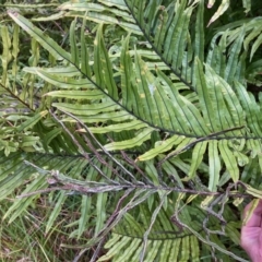 Blechnum minus (Soft Water Fern) at Paddys River, ACT - 5 Aug 2023 by NickiTaws