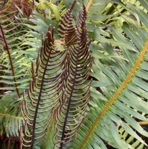 Blechnum nudum at Paddys River, ACT - 5 Aug 2023 01:00 PM