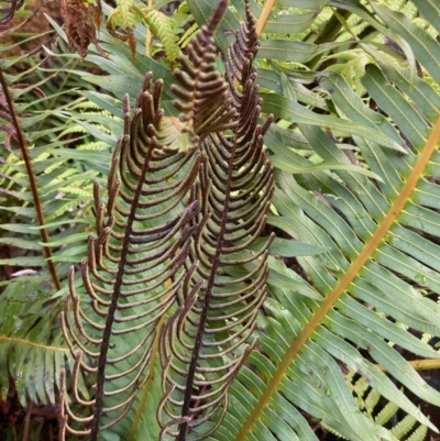 Blechnum nudum (Fishbone Water Fern) at Paddys River, ACT - 5 Aug 2023 by NickiTaws