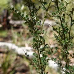Bossiaea obcordata (Spiny Bossiaea) at Palerang, NSW - 17 May 2023 by RobG1