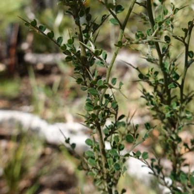 Bossiaea obcordata (Spiny Bossiaea) at Palerang, NSW - 17 May 2023 by RobG1