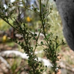 Bossiaea obcordata at Palerang, NSW - 17 May 2023
