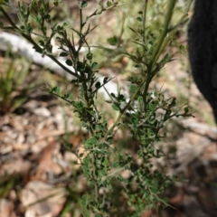 Bossiaea obcordata at Palerang, NSW - 17 May 2023 12:21 PM