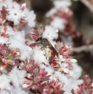 Lasioglossum (Parasphecodes) sp. (genus & subgenus) at Tuggeranong, ACT - 7 Aug 2023 11:34 AM