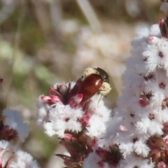 Lasioglossum (Parasphecodes) sp. (genus & subgenus) at Tuggeranong, ACT - 7 Aug 2023 11:34 AM