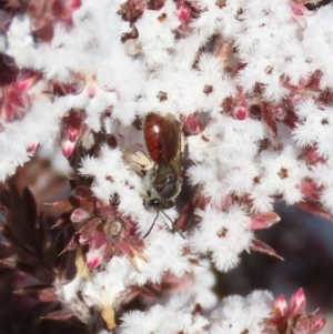 Lasioglossum (Parasphecodes) sp. (genus & subgenus) at Tuggeranong, ACT - 7 Aug 2023 11:34 AM