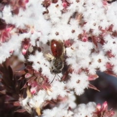 Lasioglossum (Parasphecodes) sp. (genus & subgenus) at Tuggeranong, ACT - 7 Aug 2023