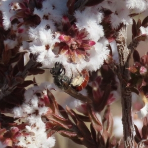 Lasioglossum (Parasphecodes) sp. (genus & subgenus) at Tuggeranong, ACT - 7 Aug 2023