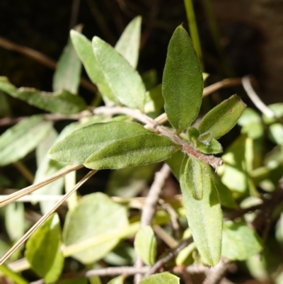 Billardiera macrantha at Palerang, NSW - 17 May 2023 by RobG1