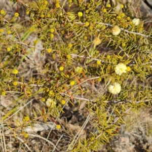 Acacia ulicifolia at Tuggeranong, ACT - 7 Aug 2023 03:31 PM