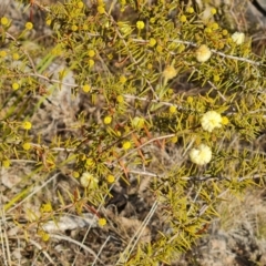 Acacia ulicifolia (Prickly Moses) at Farrer Ridge - 7 Aug 2023 by Mike