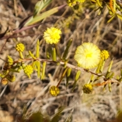 Acacia ulicifolia at Tuggeranong, ACT - 7 Aug 2023