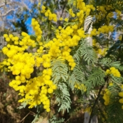 Acacia dealbata subsp. dealbata (Silver Wattle) at Farrer, ACT - 7 Aug 2023 by Mike