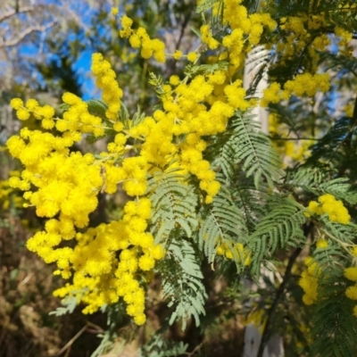 Acacia dealbata subsp. dealbata (Silver Wattle) at Farrer Ridge - 7 Aug 2023 by Mike