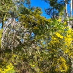 Acacia decurrens (Green Wattle) at Farrer Ridge - 7 Aug 2023 by Mike