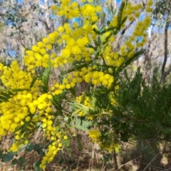 Acacia decurrens at Farrer, ACT - 7 Aug 2023 03:22 PM